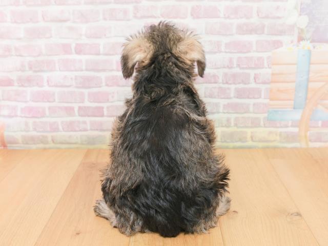 新潟県のミニチュアシュナウザー (Coo&RIKU新潟東店/2026年1月17日生まれ/女の子/ソルトペッパー)の子犬の4枚目の画像