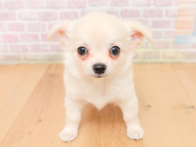 チワワ（ロングコート）