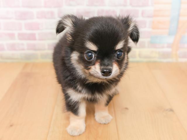 宮城県のチワワ(ロング) (Coo&RIKU石巻店/2026年1月18日生まれ/男の子/ブラックタン)の子犬