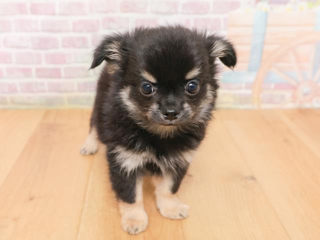 青森県のチワワ(ロング) (Coo&RIKU八戸店/2026年1月18日生まれ/男の子/ブラックタン)の子犬