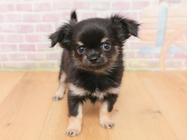 青森県のチワワ(ロング) (Coo&RIKU弘前店/2026年1月18日生まれ/女の子/ブラックタン)の子犬