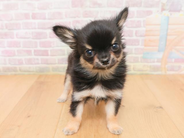 チワワ（ロングコート）