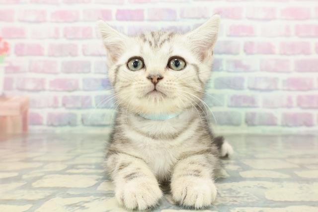 新潟県のアメリカンショートヘアー (Coo&RIKU上越店/2026年1月2日生まれ/男の子/シルバークラシックタビー)の子猫