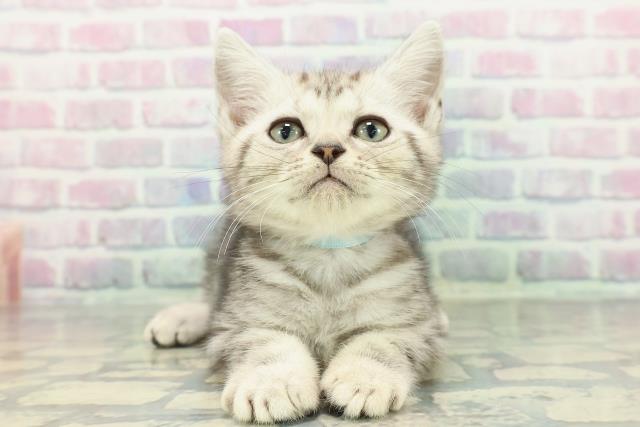 長野県のアメリカンショートヘアー (Coo&RIKU長野店/2026年1月2日生まれ/男の子/シルバークラシックタビー)の子猫の1枚目の画像