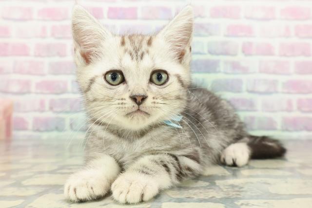 長野県のアメリカンショートヘアー (Coo&RIKU長野店/2026年1月2日生まれ/男の子/シルバークラシックタビー)の子猫の2枚目の画像