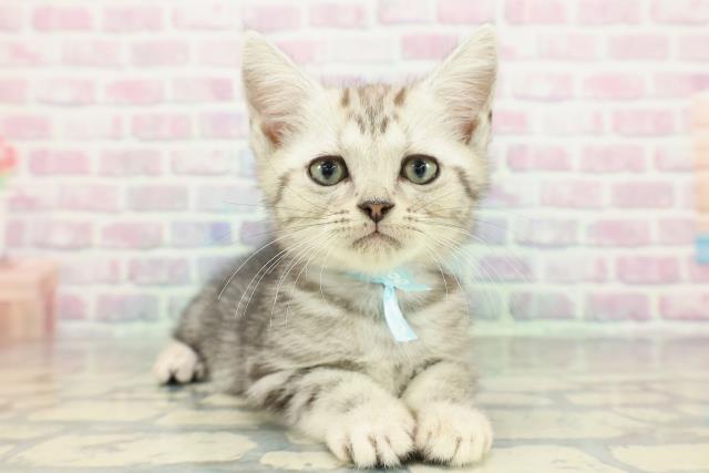 長野県のアメリカンショートヘアー (Coo&RIKU長野店/2026年1月2日生まれ/男の子/シルバークラシックタビー)の子猫の3枚目の画像