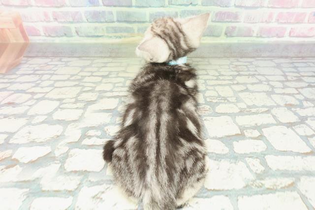 長野県のアメリカンショートヘアー (Coo&RIKU長野店/2026年1月2日生まれ/男の子/シルバークラシックタビー)の子猫の4枚目の画像