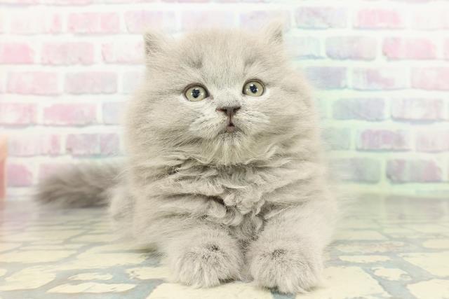 東京都のブリティッシュロングヘアー (Coo&RIKU秋葉原店/2026年1月16日生まれ/女の子/ブルー)の子猫
