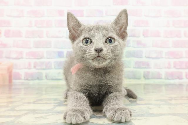 ロシアンブルー