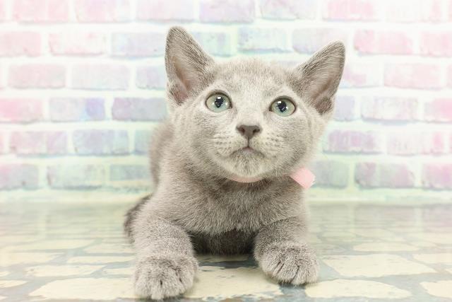 ロシアンブルー