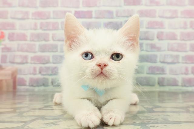 長野県のミヌエット (Coo&RIKU松本店/2026年1月17日生まれ/男の子/ホワイト)の子猫の1枚目の画像