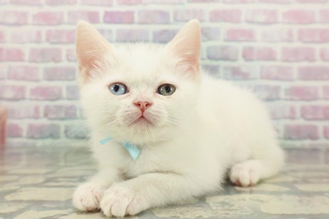 長野県のミヌエット (Coo&RIKU松本店/2026年1月17日生まれ/男の子/ホワイト)の子猫の2枚目の画像