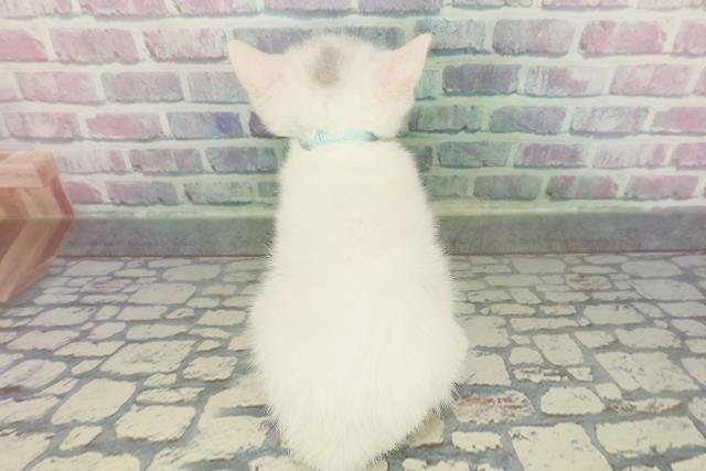 長野県のミヌエット (Coo&RIKU松本店/2026年1月17日生まれ/男の子/ホワイト)の子猫の4枚目の画像