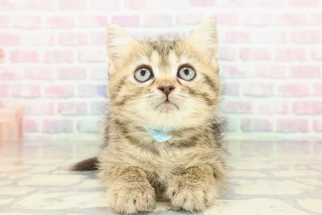 富山県のミヌエット (Coo&RIKU富山店/2026年1月17日生まれ/男の子/ブラウンタビー)の子猫の1枚目の画像