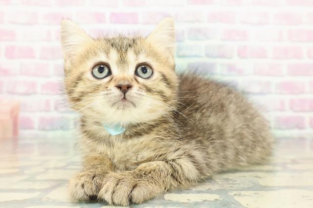 富山県のミヌエット (Coo&RIKU富山店/2026年1月17日生まれ/男の子/ブラウンタビー)の子猫の2枚目の画像