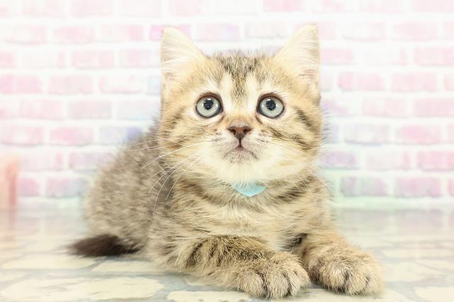 富山県のミヌエット (Coo&RIKU富山店/2026年1月17日生まれ/男の子/ブラウンタビー)の子猫の3枚目の画像