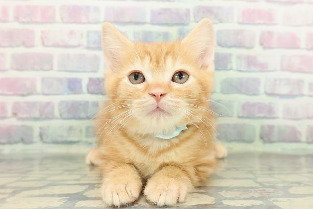 埼玉県のマンチカン (Coo&RIKUアニマルケアセンター大宮/2026年1月15日生まれ/男の子/レッドタビー)の子猫の1枚目の画像