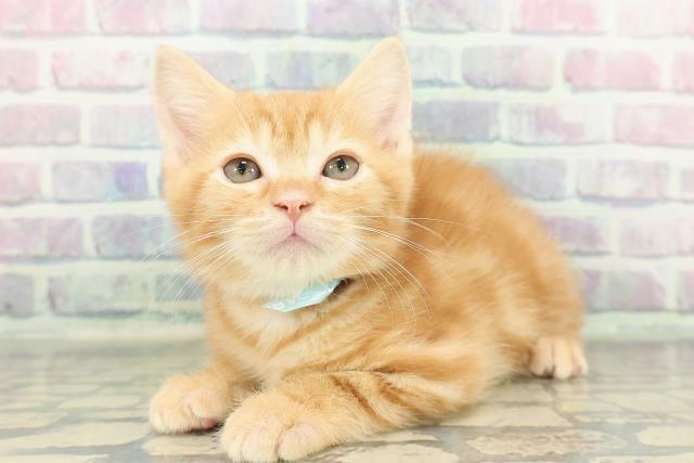 埼玉県のマンチカン (Coo&RIKUアニマルケアセンター大宮/2026年1月15日生まれ/男の子/レッドタビー)の子猫の2枚目の画像