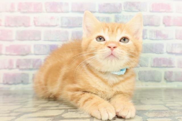 埼玉県のマンチカン (Coo&RIKUアニマルケアセンター大宮/2026年1月15日生まれ/男の子/レッドタビー)の子猫の3枚目の画像