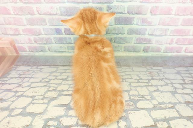 埼玉県のマンチカン (Coo&RIKUアニマルケアセンター大宮/2026年1月15日生まれ/男の子/レッドタビー)の子猫の4枚目の画像