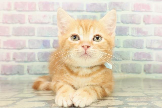 神奈川県のマンチカン (Coo&RIKU横浜旭店/2026年1月15日生まれ/男の子/レッドタビー)の子猫の1枚目の画像