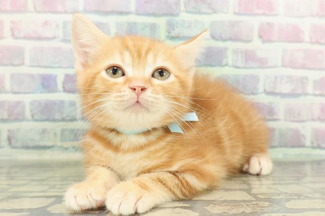 神奈川県のマンチカン (Coo&RIKU横浜旭店/2026年1月15日生まれ/男の子/レッドタビー)の子猫の2枚目の画像