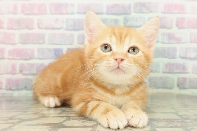 神奈川県のマンチカン (Coo&RIKU横浜旭店/2026年1月15日生まれ/男の子/レッドタビー)の子猫の3枚目の画像