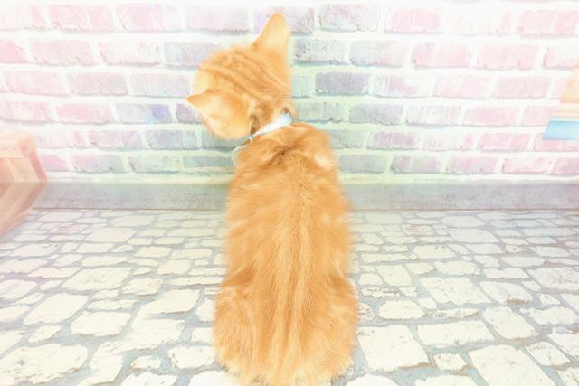 神奈川県のマンチカン (Coo&RIKU横浜旭店/2026年1月15日生まれ/男の子/レッドタビー)の子猫の4枚目の画像