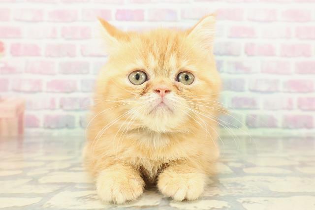 新潟県のミヌエット (Coo&RIKU上越店/2026年1月9日生まれ/男の子/レッドクラシックタビー)の子猫