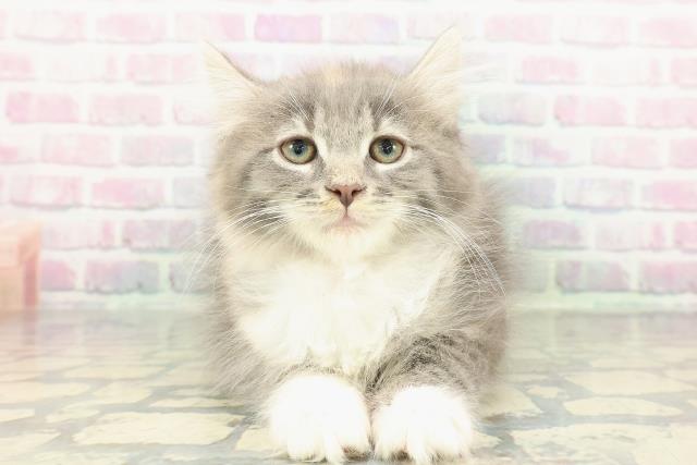 ノルウェージャン・フォレストキャット