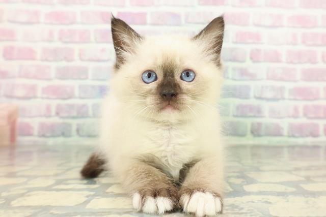 東京都のラグドール (Coo&RIKU広尾店/2026年1月12日生まれ/男の子/シールポイントミテッド)の子猫の1枚目の画像