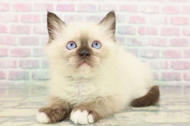 東京都のラグドール (Coo&RIKU広尾店/2026年1月12日生まれ/男の子/シールポイントミテッド)の子猫の2枚目の画像