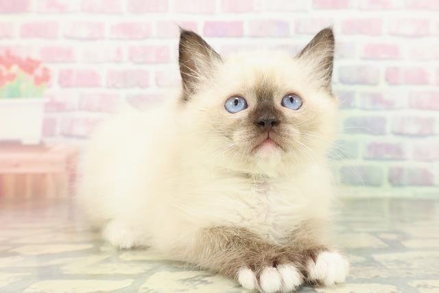 東京都のラグドール (Coo&RIKU広尾店/2026年1月12日生まれ/男の子/シールポイントミテッド)の子猫の3枚目の画像