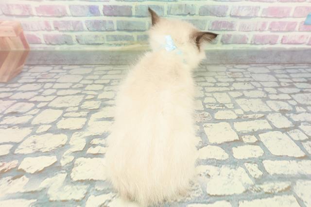 東京都のラグドール (Coo&RIKU広尾店/2026年1月12日生まれ/男の子/シールポイントミテッド)の子猫の4枚目の画像