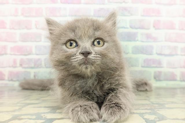 東京都のブリティッシュロングヘアー (Coo&RIKU浅草店/2026年1月15日生まれ/男の子/ブルー)の子猫