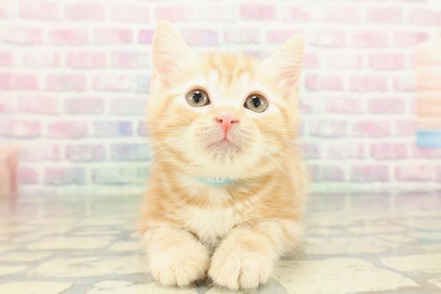 アメリカンショートヘアー