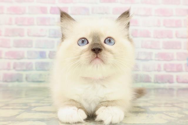東京都のラグドール (Coo&RIKU高円寺店/2026年1月12日生まれ/女の子/シールポイントミテッド)の子猫