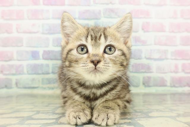 神奈川県のマンチカン (Coo&RIKU長津田店/2026年1月13日生まれ/男の子/ブラウンタビー)の子猫の1枚目の画像