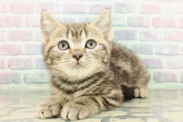 神奈川県のマンチカン (Coo&RIKU長津田店/2026年1月13日生まれ/男の子/ブラウンタビー)の子猫の2枚目の画像