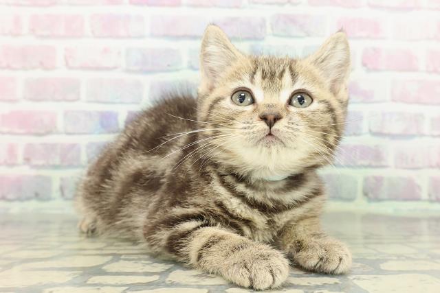 神奈川県のマンチカン (Coo&RIKU長津田店/2026年1月13日生まれ/男の子/ブラウンタビー)の子猫の3枚目の画像