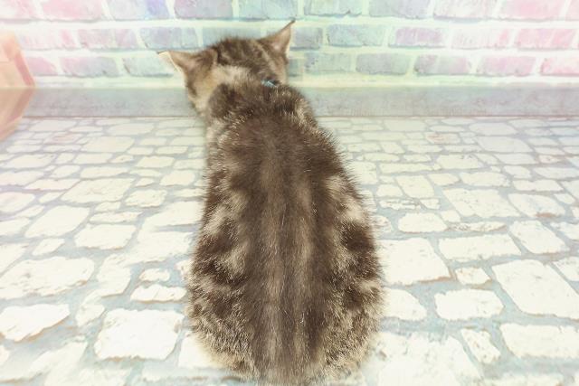 神奈川県のマンチカン (Coo&RIKU長津田店/2026年1月13日生まれ/男の子/ブラウンタビー)の子猫の4枚目の画像