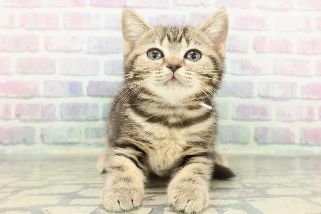 神奈川県のマンチカン (Coo&RIKU横浜青葉店/2026年1月13日生まれ/女の子/ブラウンタビー)の子猫の1枚目の画像