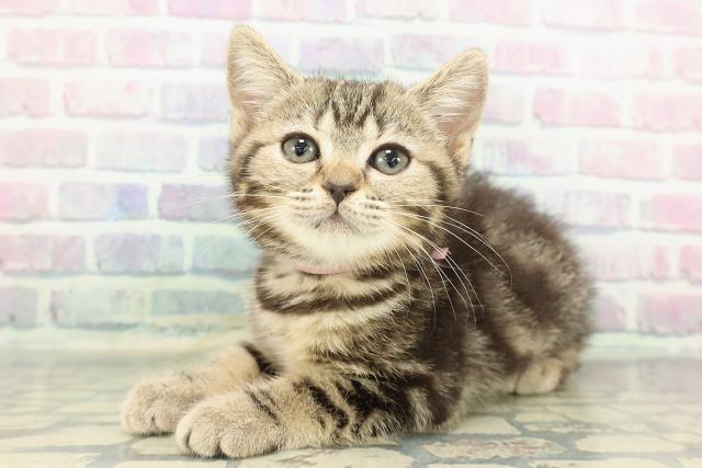 神奈川県のマンチカン (Coo&RIKU横浜青葉店/2026年1月13日生まれ/女の子/ブラウンタビー)の子猫の2枚目の画像