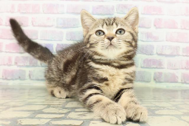 神奈川県のマンチカン (Coo&RIKU横浜青葉店/2026年1月13日生まれ/女の子/ブラウンタビー)の子猫の3枚目の画像