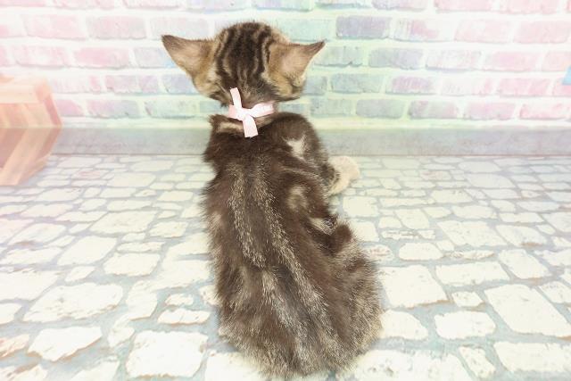 神奈川県のマンチカン (Coo&RIKU横浜青葉店/2026年1月13日生まれ/女の子/ブラウンタビー)の子猫の4枚目の画像