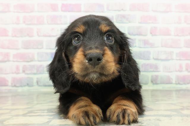 長野県のミニチュアダックスフンド(ロング) (Coo&RIKU綿半権堂店/2026年1月16日生まれ/男の子/ブラックタン)の子犬