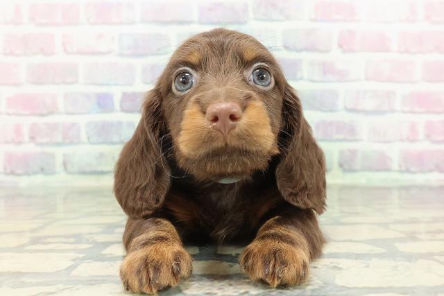 ミニチュア・ダックスフンド