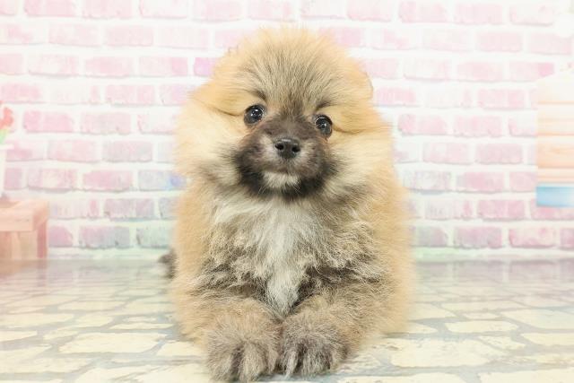 ポメラニアン