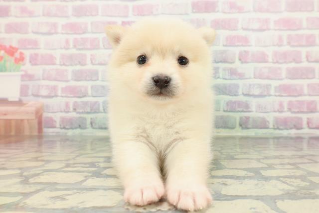東京都のポメ柴/豆ポメ/ポメ豆柴(ポメラニアン×柴犬) (Coo&RIKU広尾店/2026年1月18日生まれ/女の子/白)の子犬