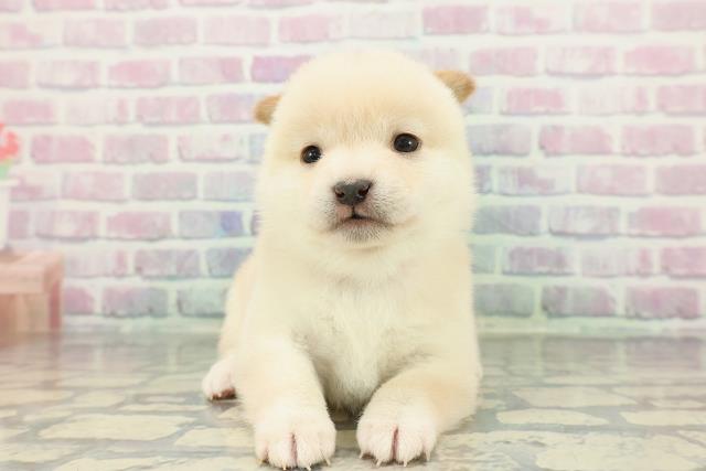 東京都のポメ柴/豆ポメ/ポメ豆柴(ポメラニアン×柴犬) (Coo&RIKU自由が丘店/2026年1月18日生まれ/女の子/白)の子犬